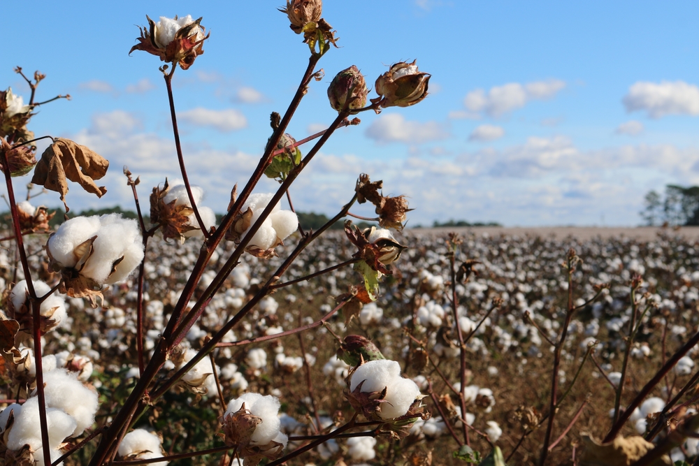 Cotton Fields