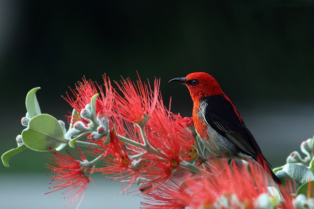 Scarlet Honeyeater