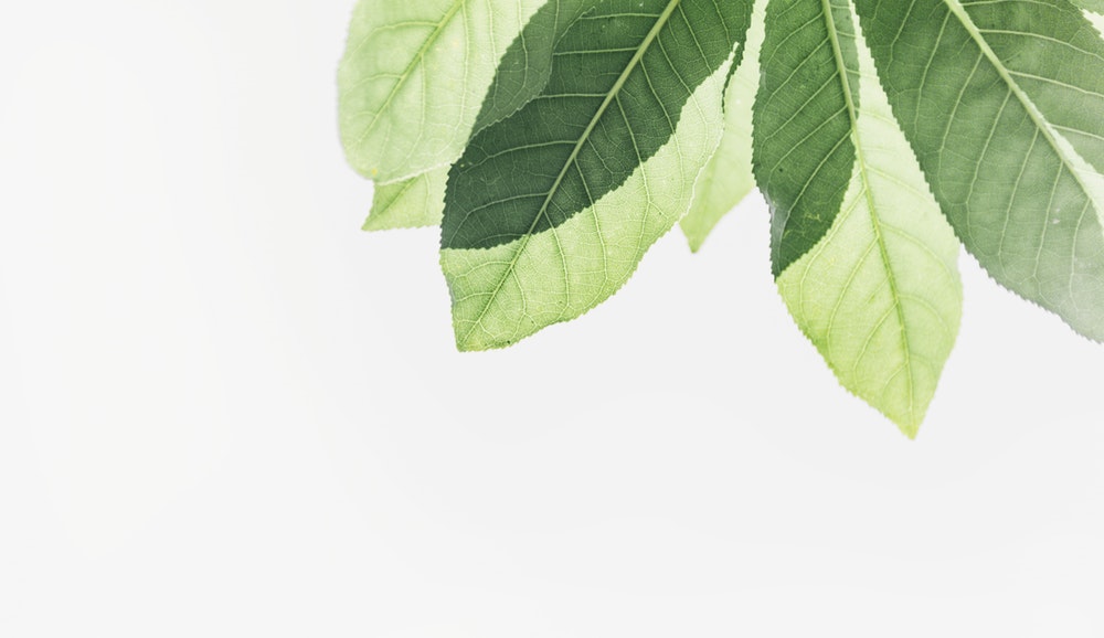 Bright Leaves