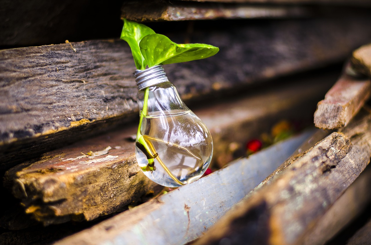 Upcycled light globe with a plant