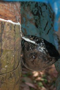 Rubber tapping
