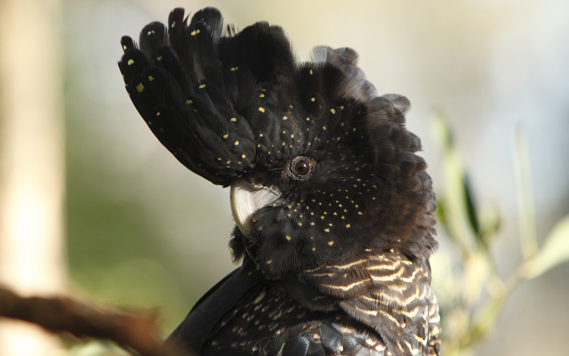 Black Cockatoo