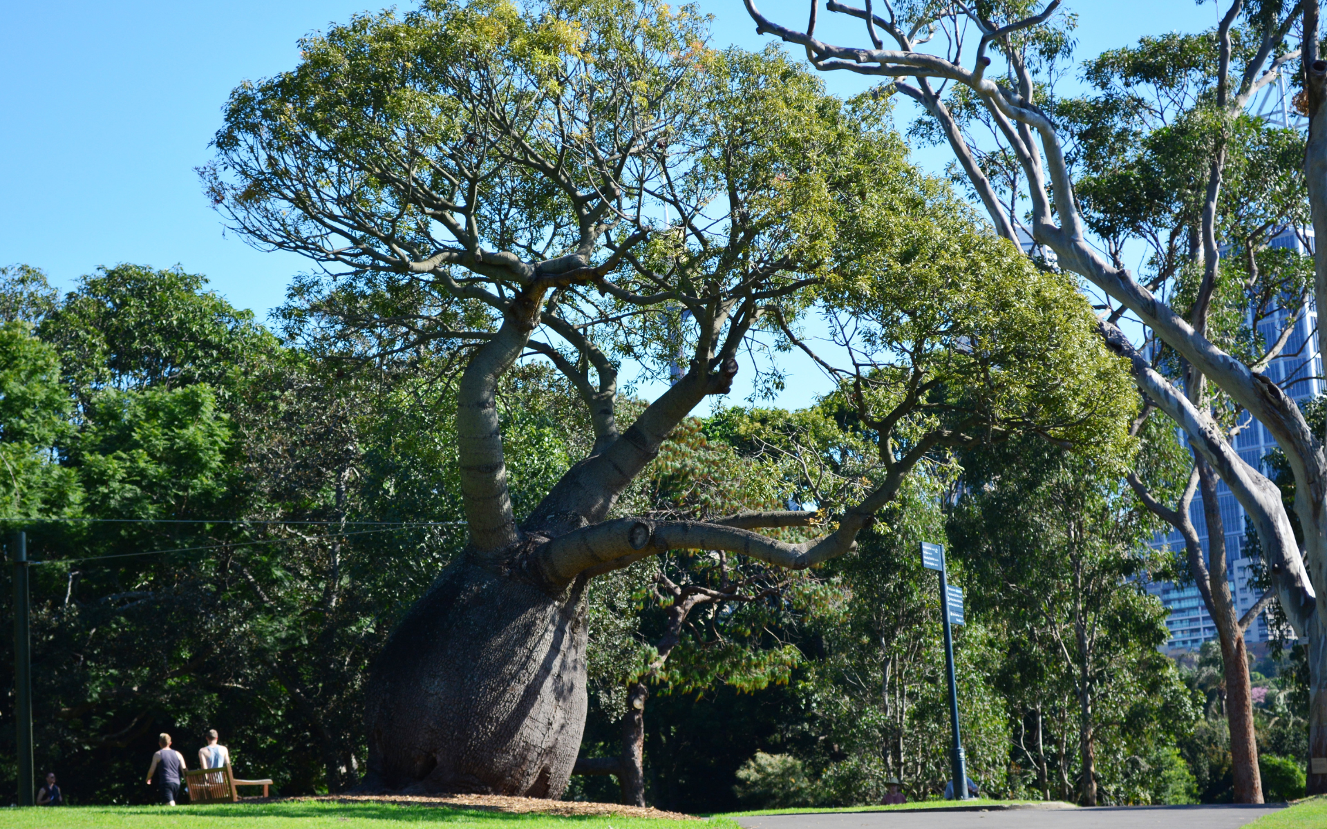 Trees in a park in Sydney